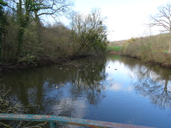 Tonique en forêt de Bondy par Jacques