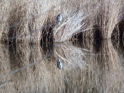 Tonique La Courneuve par Christian