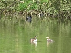 Tonique Noisiel par Jacques