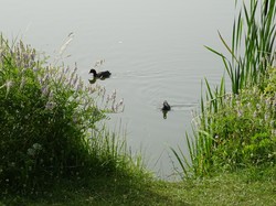 Tonique Noisiel par Jacques