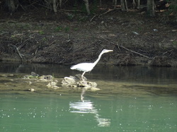 Tonique Noisiel par Jacques