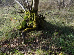 Tonique Vieux Fosses par Jacques