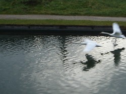 Tonique à la Poudrerie par Jacques