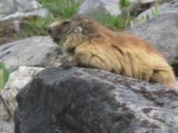 Tour des glaciers de la Vanoise étape 6 par Serge