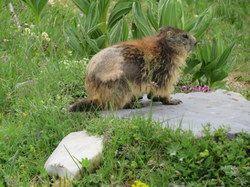 Tour des glaciers de la Vanoise étape 6 par Serge