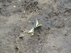 Tour des glaciers de la Vanoise étape 6 par Serge